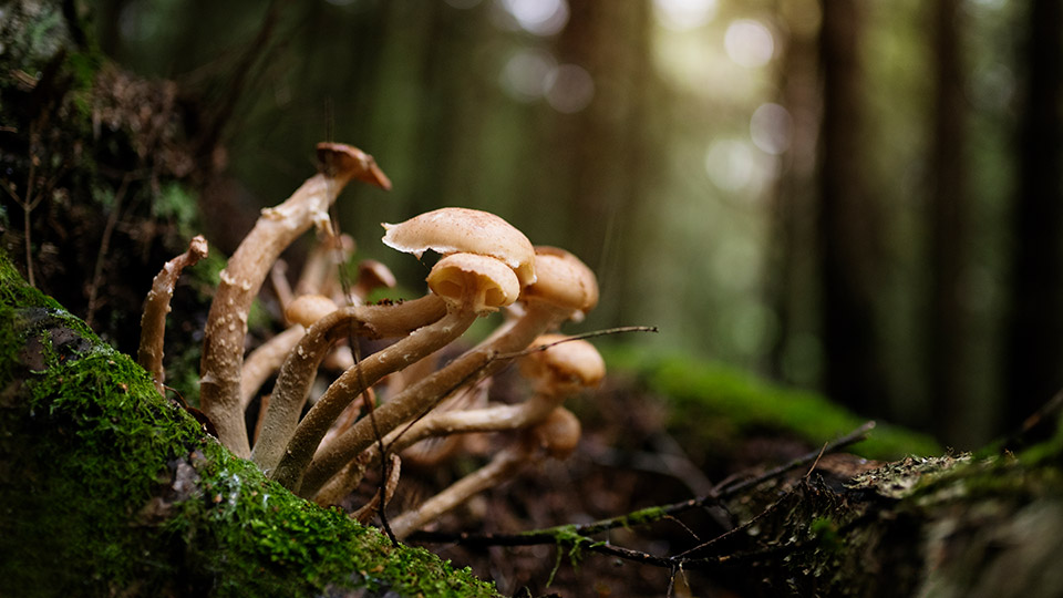 Fotograf: Jens Lindström
Bildbyrå: Johnér Svampar i skogen. Järfälla kommun, Stockholm