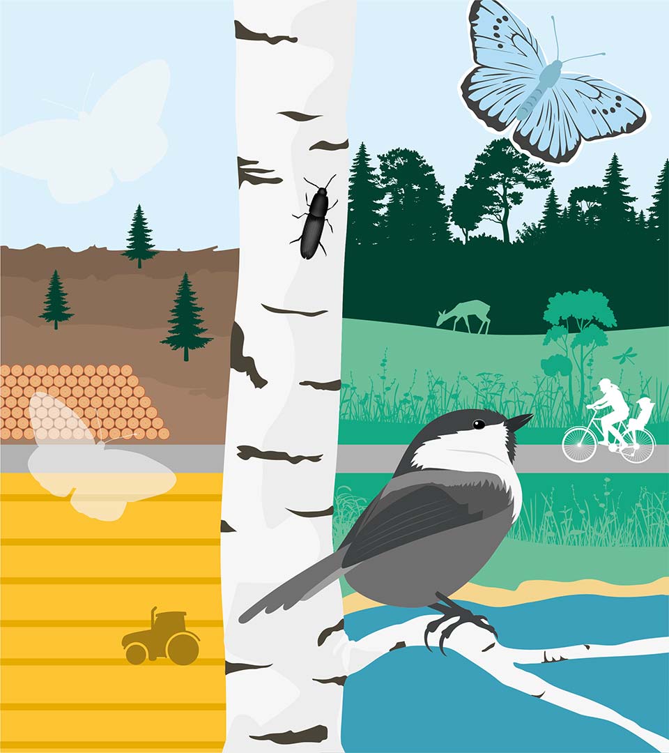 Illustration av en fågel på en björkgren, med odlingslandskap och skog i bakgrunden