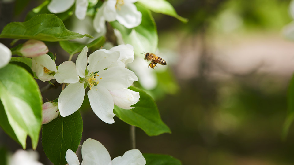 Fotograf: Plattform
Bildbyrå: Johnér Vita blommor på träd, och ett bi. Stockholm.