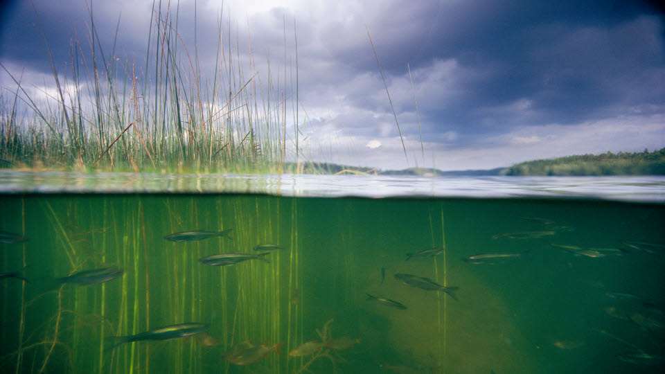 Fotograf: Magnus Melin
Bildbyrå: Johnér Undervattensbild med fiskar och vass. Magsjön, Södermanland, Sverige
