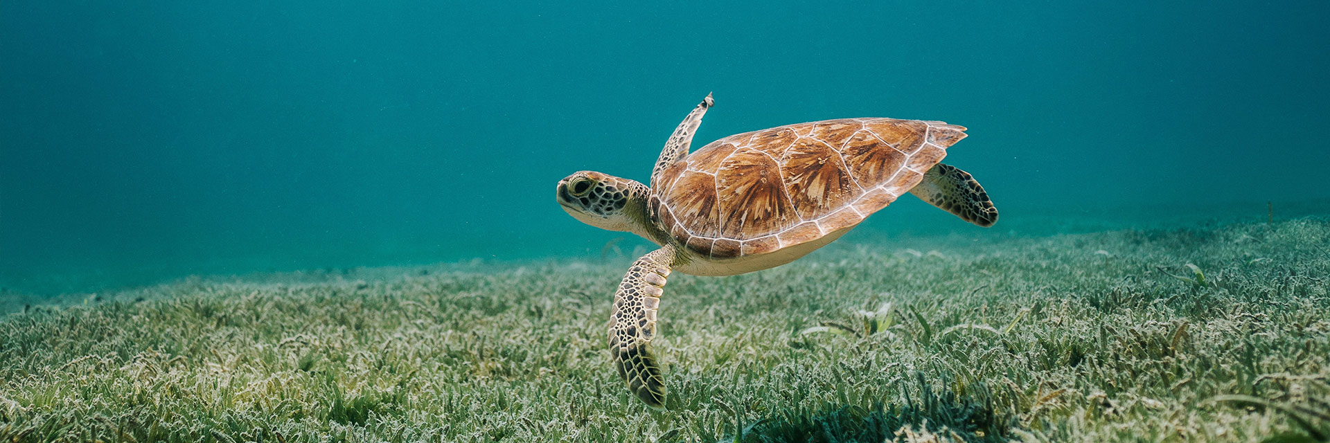 Brown turtle in body of water.