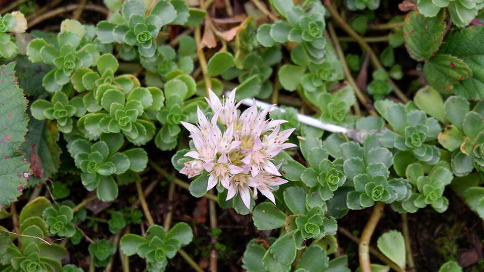 Fotograf: Katrin Schneider / korina.info
Bildbyrå: Wikimedia kaukasiskt-fetblad-phedimus-spurius-960x540px.jpg