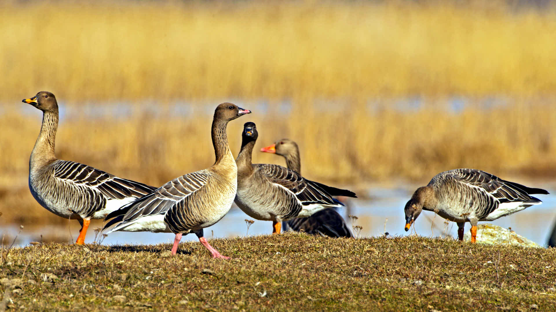 Blandade gäss. Tåkern, Östergötland. Mer specifik beskrivning: Spetsbergsgås (nr 2 fr v), latinskt artnamn Anser brachyrhynchus, tillsammans med tre tundrasädgäss (Anser fabalis rossicus), i bakgrunden grågås (Anser anser).