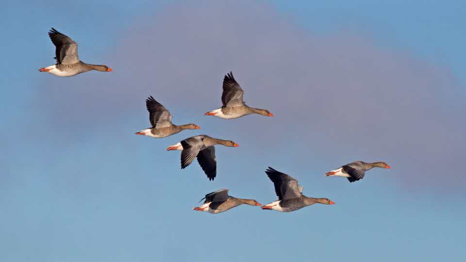 Grågäss, Anser anser, Sverige