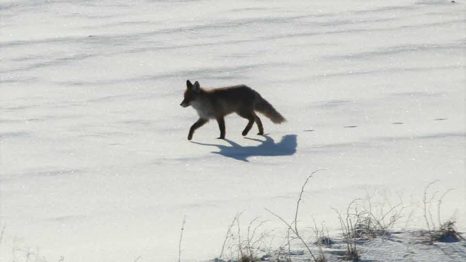 Rödräv, Vulpes vulpes, vandrar i snölandskap, Alsen, Jämtland.