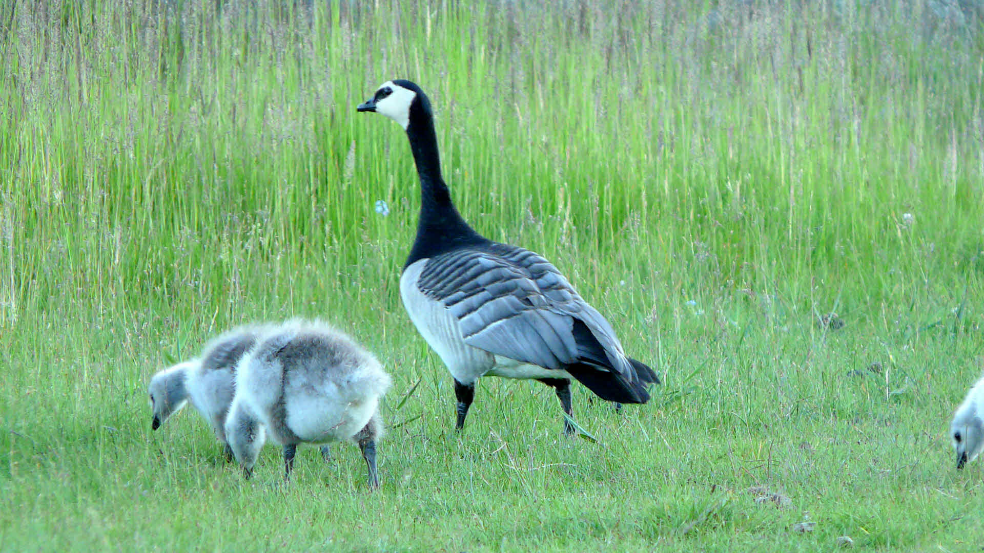 Vitkindad gås, Branta leucopsis, med ungar, Västra Stendörren, Södermanlands län.