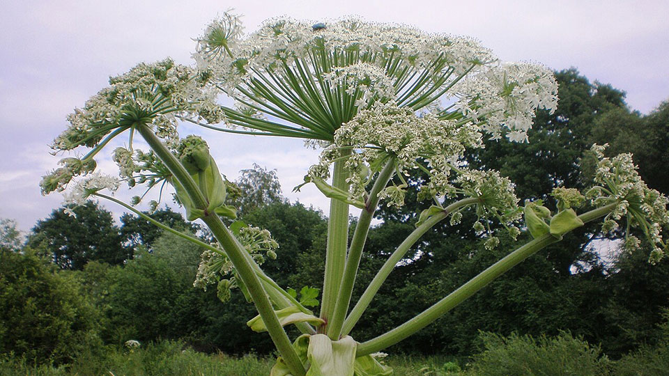 Fotograf: Hugo.arg Bredloka.