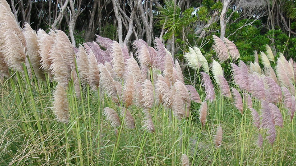 Fotograf: Jon Sullivan Andinskt pampasgräs.