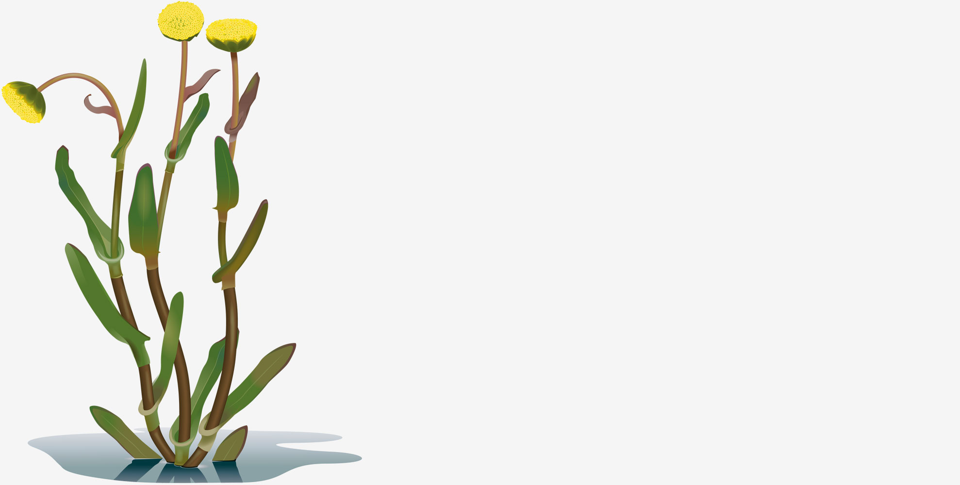 Illustratör: Jakob Robertsson / Typoform Illustration av strandkotula.