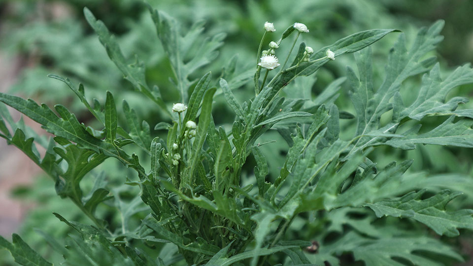 Fotograf: Apurv013
Bildbyrå: Wikimedia Flikpartenium.