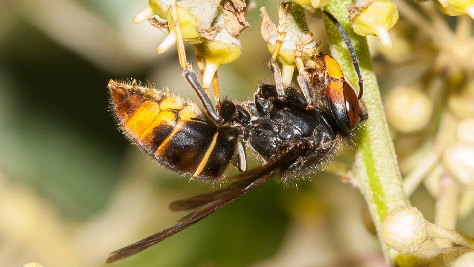 Fotograf: Roperto Colino sammetsgeting-960x540.jpg