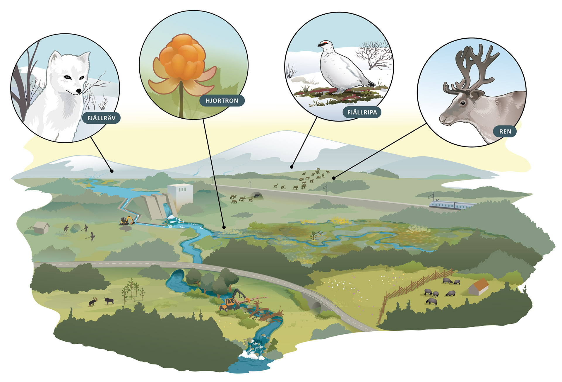 Illustratör: Tobias Flygar /Studio Flygar fjall-naturrestaurering-webb-1920.jpg
