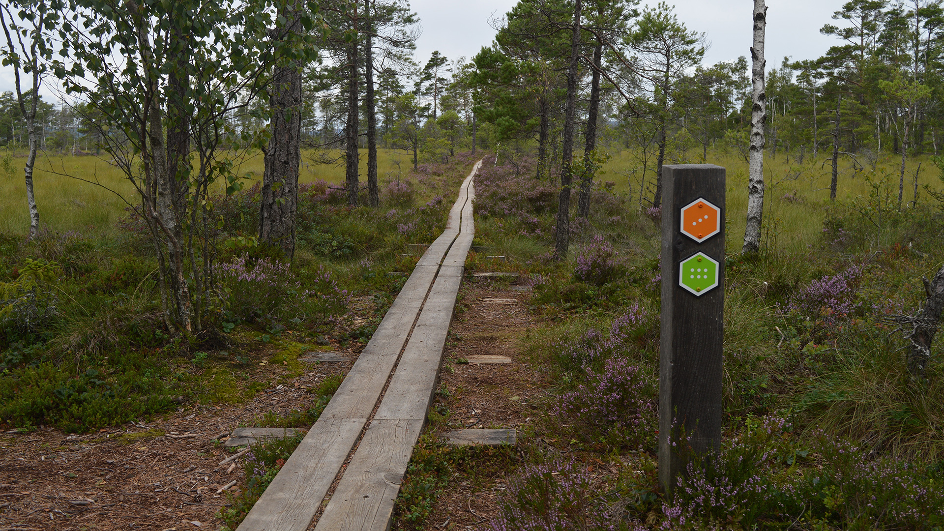 Fotograf: Jenny Sandgren Träspång i naturen med ledmarkörer på trästolpe i förgrunden