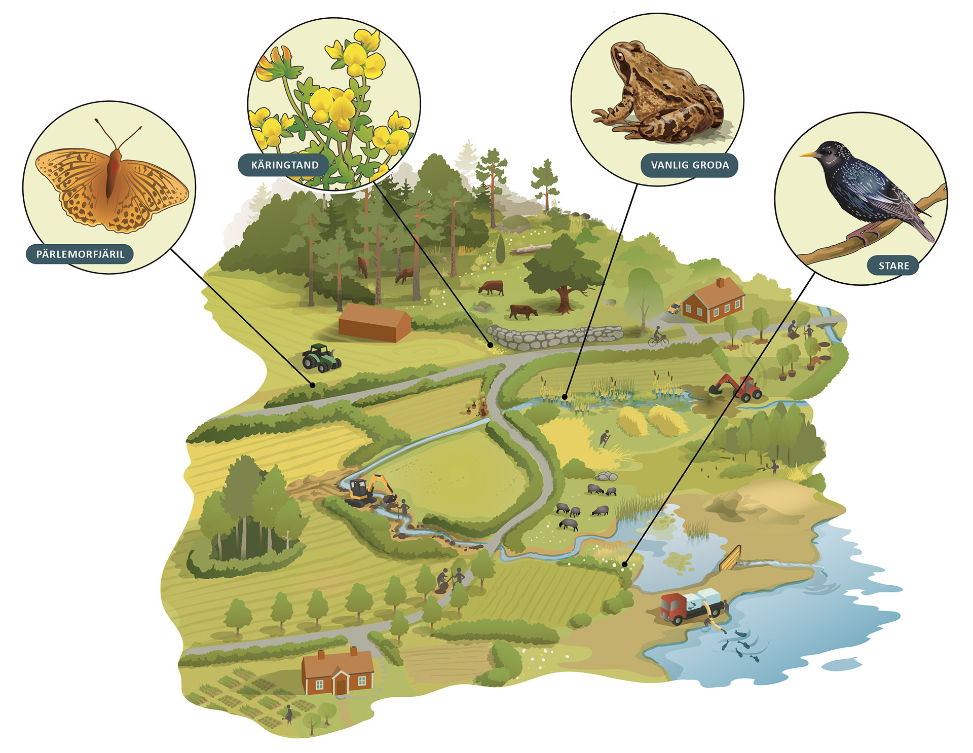 Illustratör: Tobias Flygar/ Studio Flygar jordbruk-naturrestaurering-webb-1920.jpg