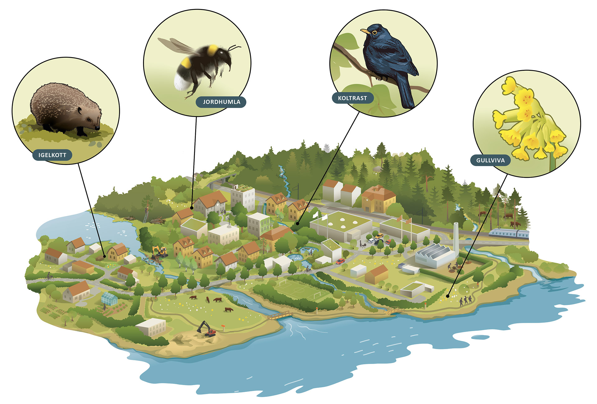 Illustratör: Tobias Flygar/Studio Flygar urban-naturrestaurering-webb-1920.jpg