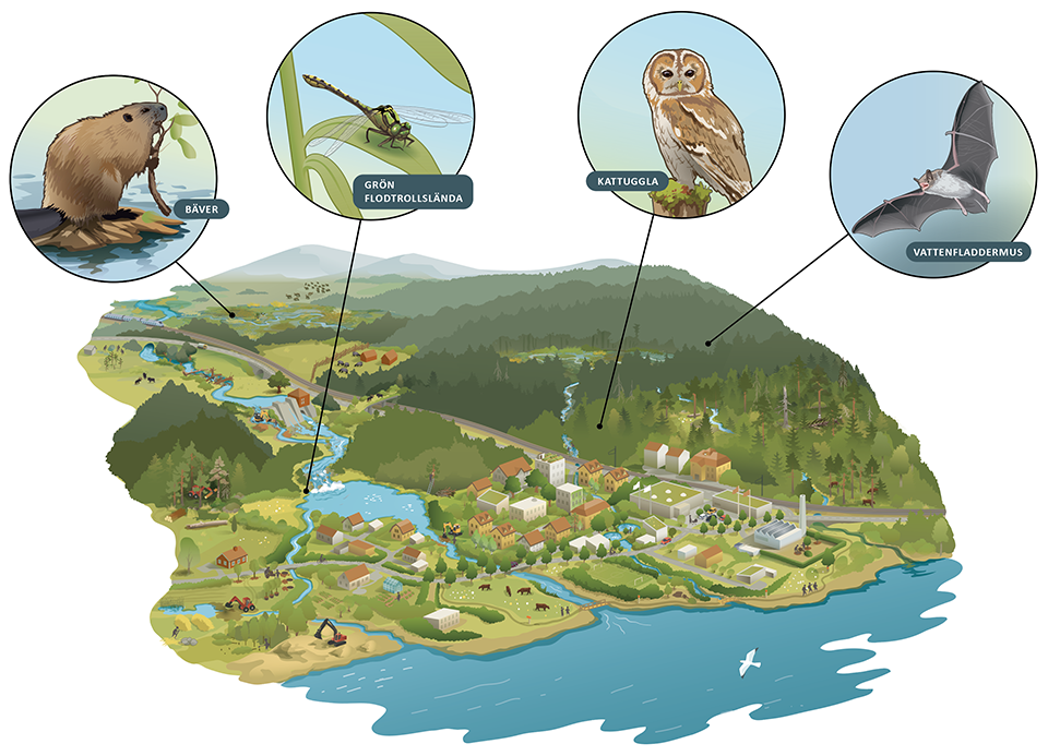 Illustratör: Tobias Flygar/Studio Flygar En illustration med ett landskap med varierande naturtyper med biologisk mångfald med bäver, trollsländor, kattuggla och vattenfladdermus. Illustrationer visar restaureringsåtgärder som meandring av vattendrag, återvätning och plantering av lövträd.