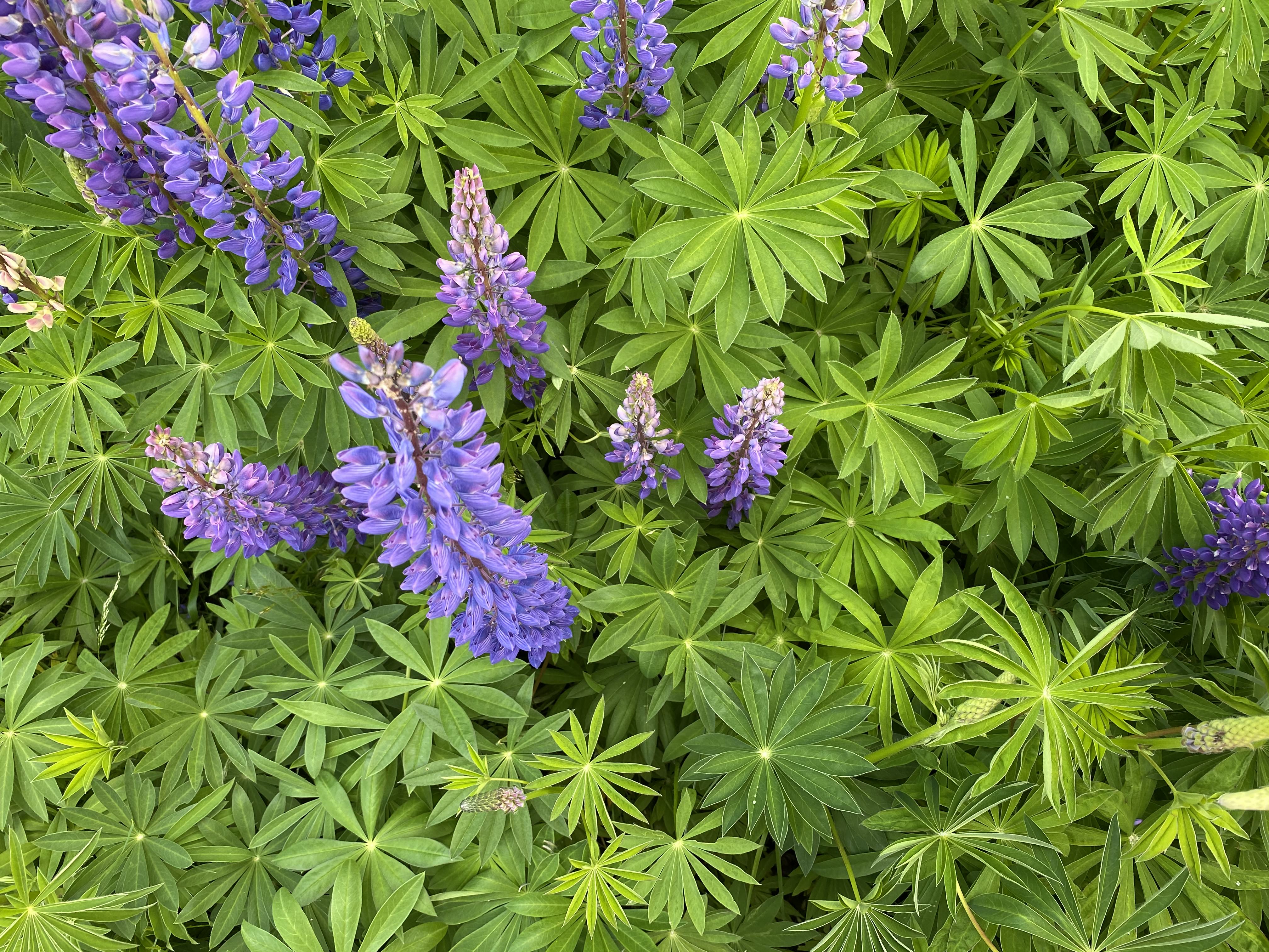 Bild på blomsterlupiner