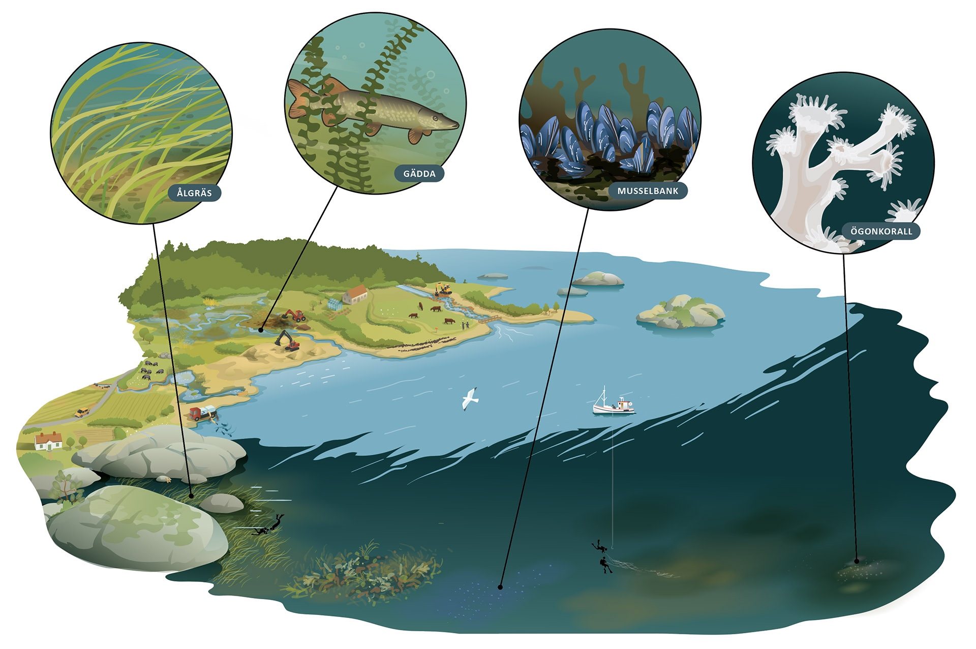 Illustratör: Tobias Flygar/Studio Flygar marin-naturrestaurering-webb-1920.jpg