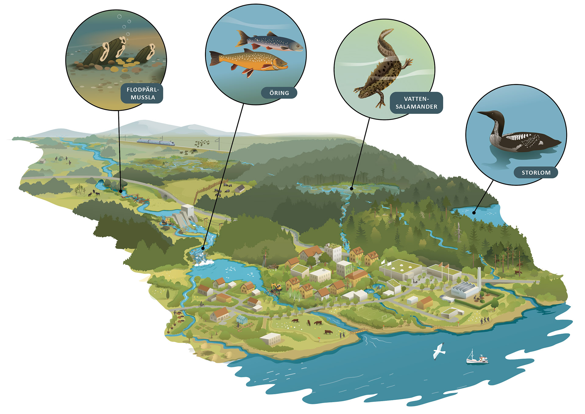 Illustratör: Tobias Flygar/Studio Flygar konnektivitet-naturrestaurering-webb.jpg