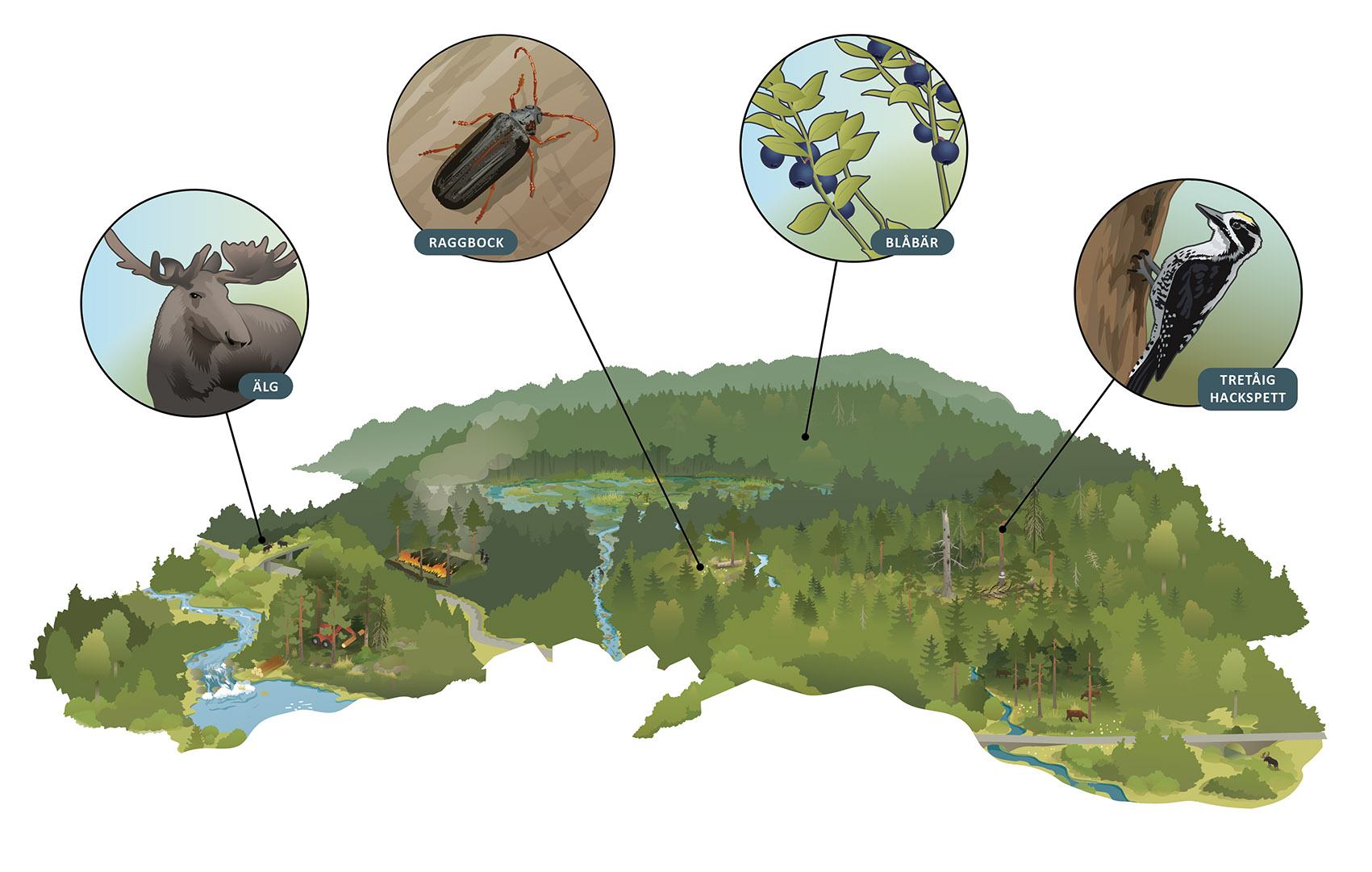 Illustratör: Tobias Flygar/Studio Flygar skog-naturrestaurering-webb.jpg