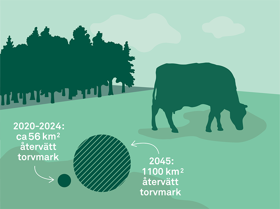 Illustration av en betande ko och texten 2020–2024, ca 56 kvadratkilometer återvätt torvmark, 2045, 1 100 kvadratkilometer återvätt torvmark