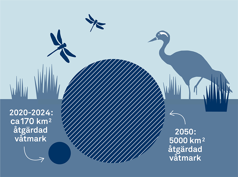 Illustration av en våtmark med trollsländor och en trana med texten 2020–2024, ca 170 kvadratkilometer åtgärdad våtmark, 2050, 5 000 kvadratkilometer åtgärdad våtmark