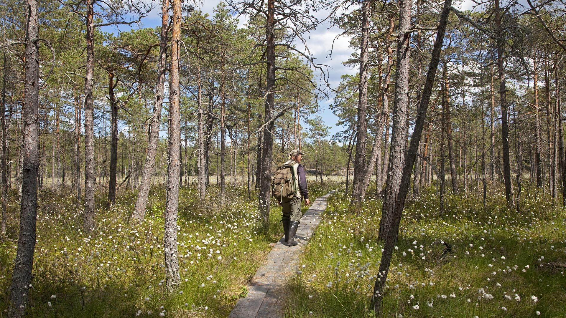 Man med ryggsäck går på en spång. En av många vandringsleder i Fjällmossens naturreservat, Östergötland.