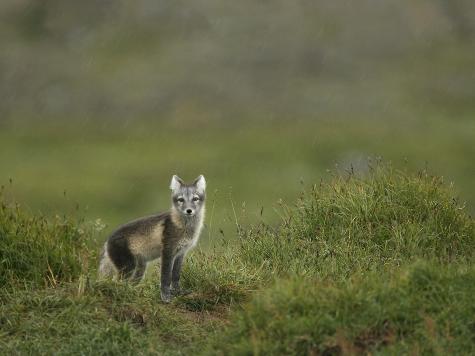 Fjällräv i Jämtland