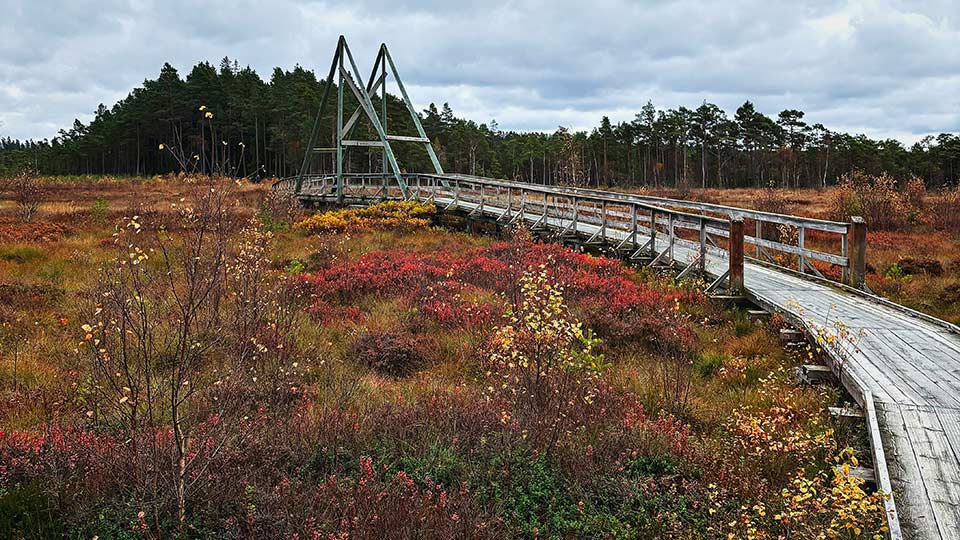 Fotograf: Magnus Jonasson
Bildbyrå: Unsplash Träspång i Vänga mosse naturreservat, Fristad
