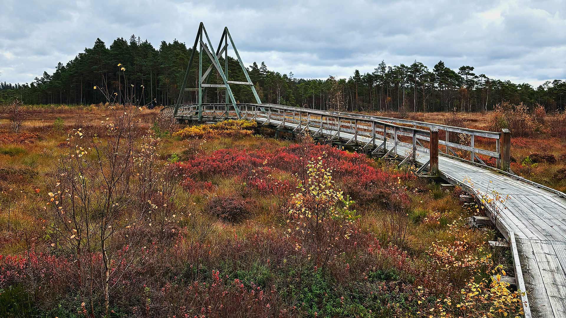 Fotograf: Magnus Jonasson
Bildbyrå: Unsplash Träspång i Vänga mosse naturreservat, Fristad