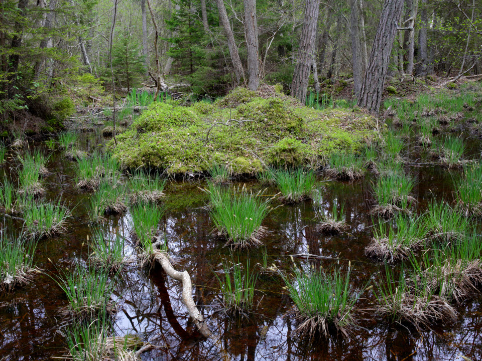 Kärr i Lindreservatet, Öland