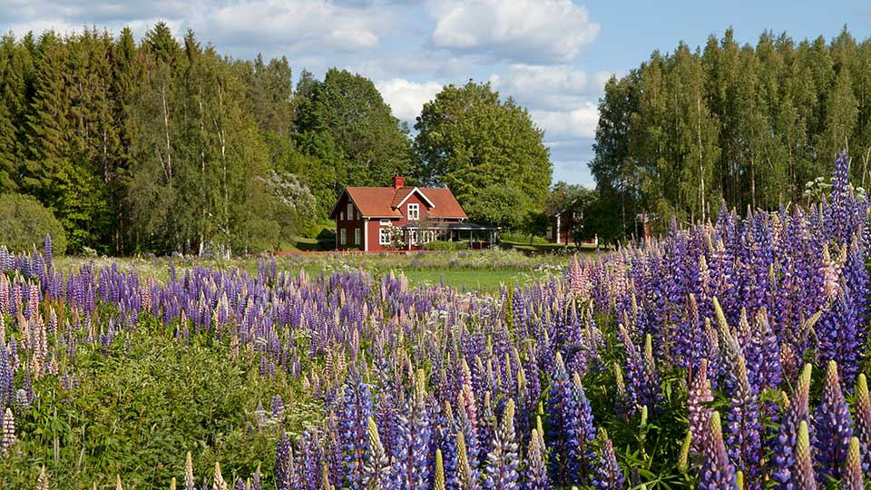 Fotograf: Anders Good
Bildbyrå: TT sdlkF0zJ5GNmqI-nh-Anders-Good-TT-RF-960x540.jpg
