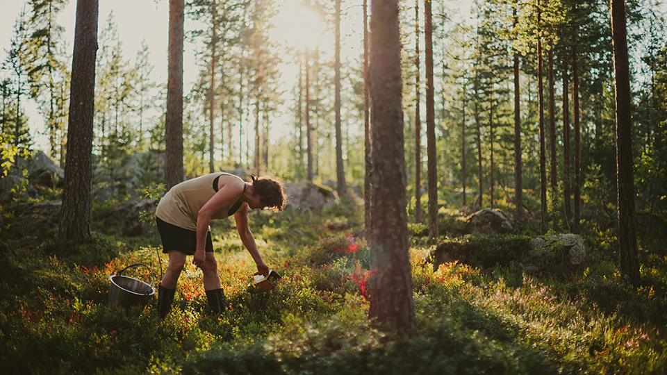 Fotograf: Matilda Holmqvist
Bildbyrå: Johnér Kvinna plockar bär i skogen
