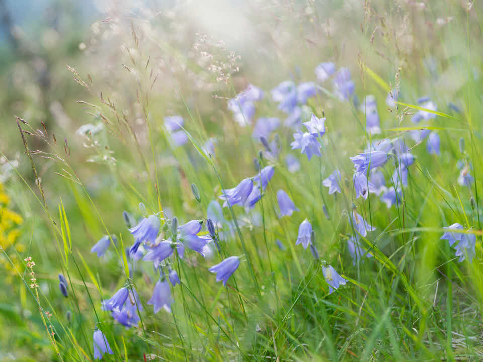 Fotograf: Magnus Ström
Bildbyrå: Johnér Blåcklockor på blommande äng