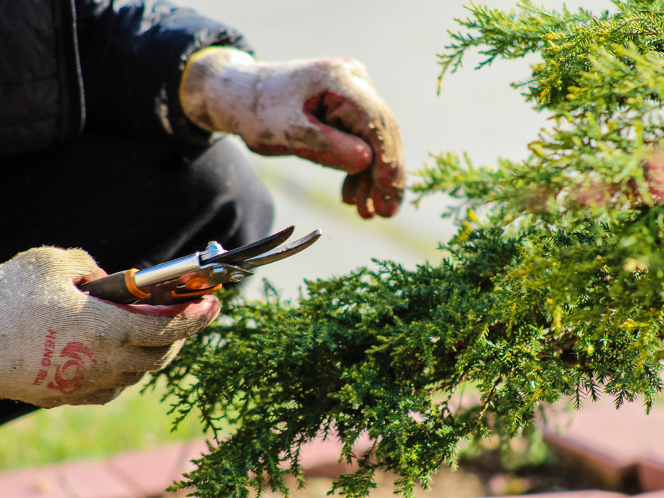 Fotograf: Crystal Jo
Bildbyrå: Unsplash Närbild på person med sekatör i hand bredvid en buske