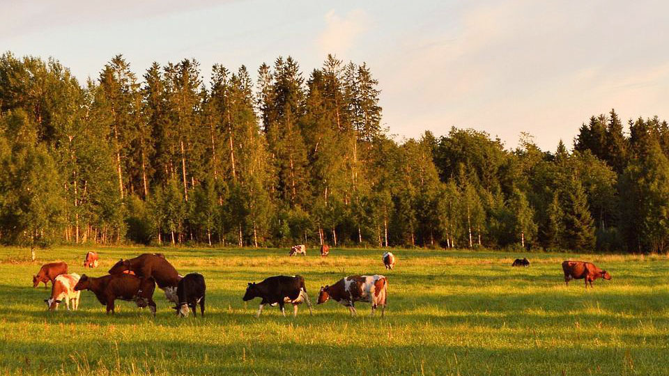 Fotograf: Jonathan Petersson
Bildbyrå: Pixabay Kor på bete.