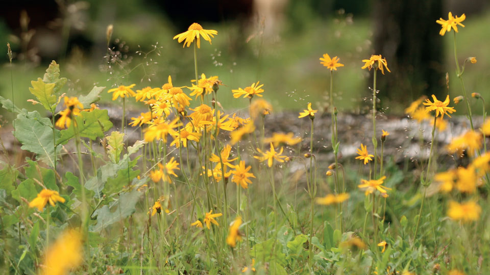 Fotograf: Erik Sjödin Slåttergubbe på en äng