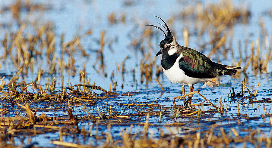 Fotograf: Johan Hammar
Bildbyrå: Johnér Tofsvipa-johner-rf-nat-75599-.jpg