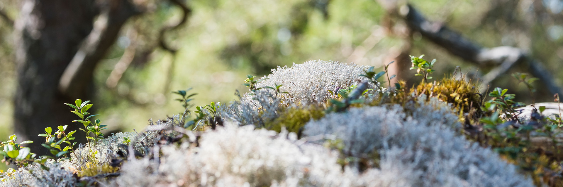 Fotograf: Mikael Svensson
Bildbyrå: Johnér Närbild på mossa i en skog