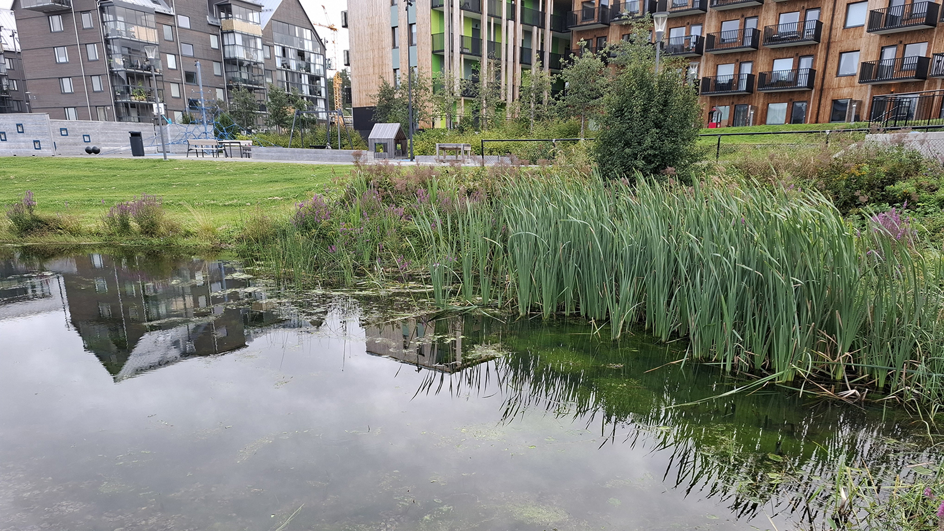 En dam med stilla vatten och vass med höghus i bakgrunden.