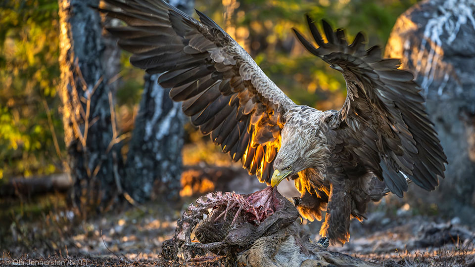 En örn äter ett kadaver.