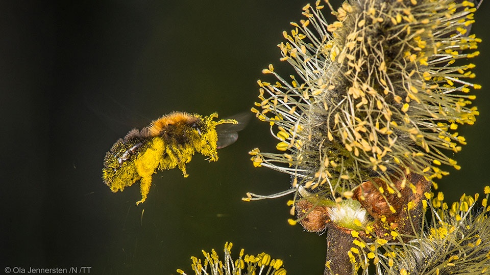 Insekt pollinerar en blomma.