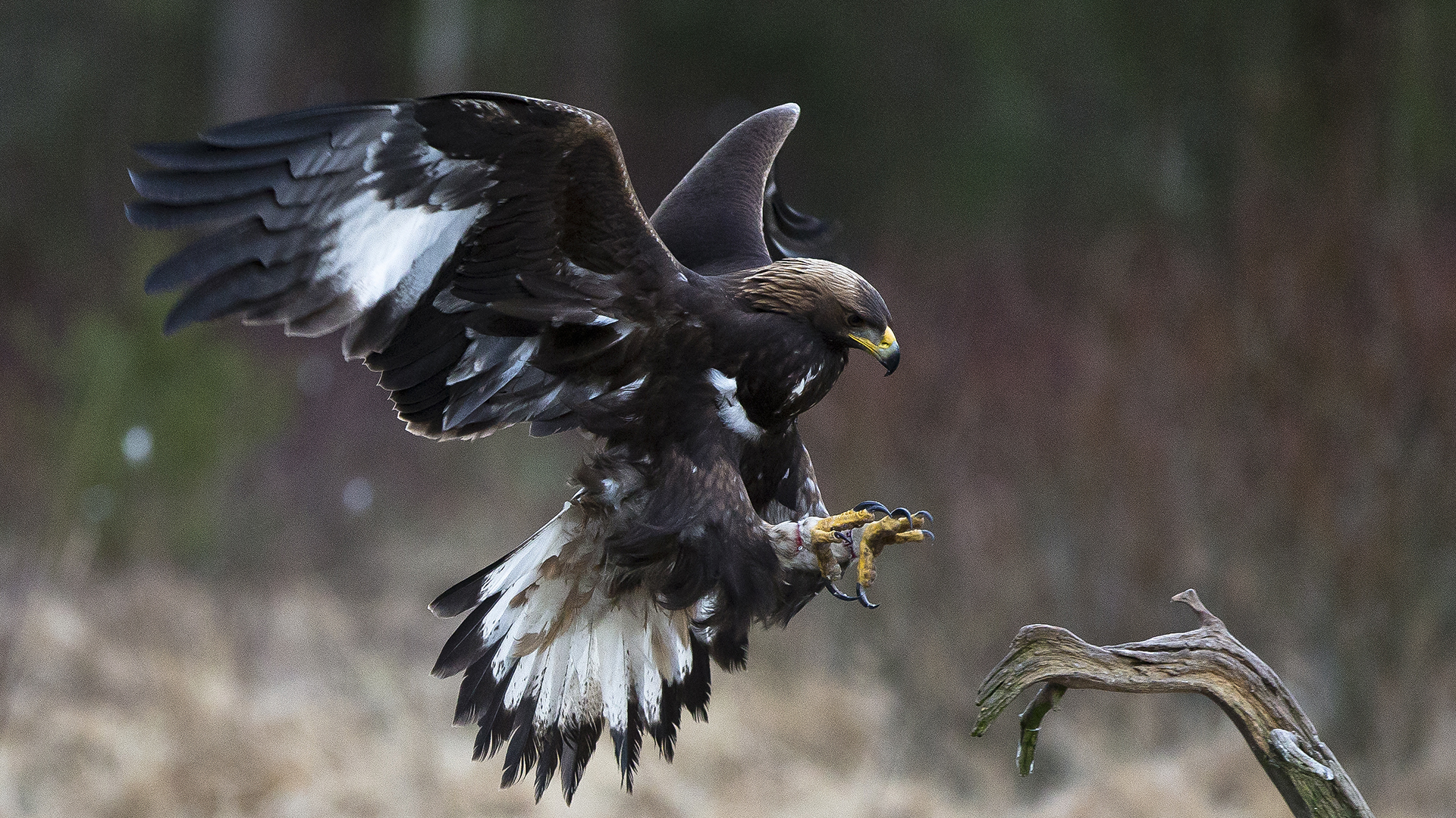 Fotograf: Sture Orrhult. Kungsörn på väg att landa på en gren.