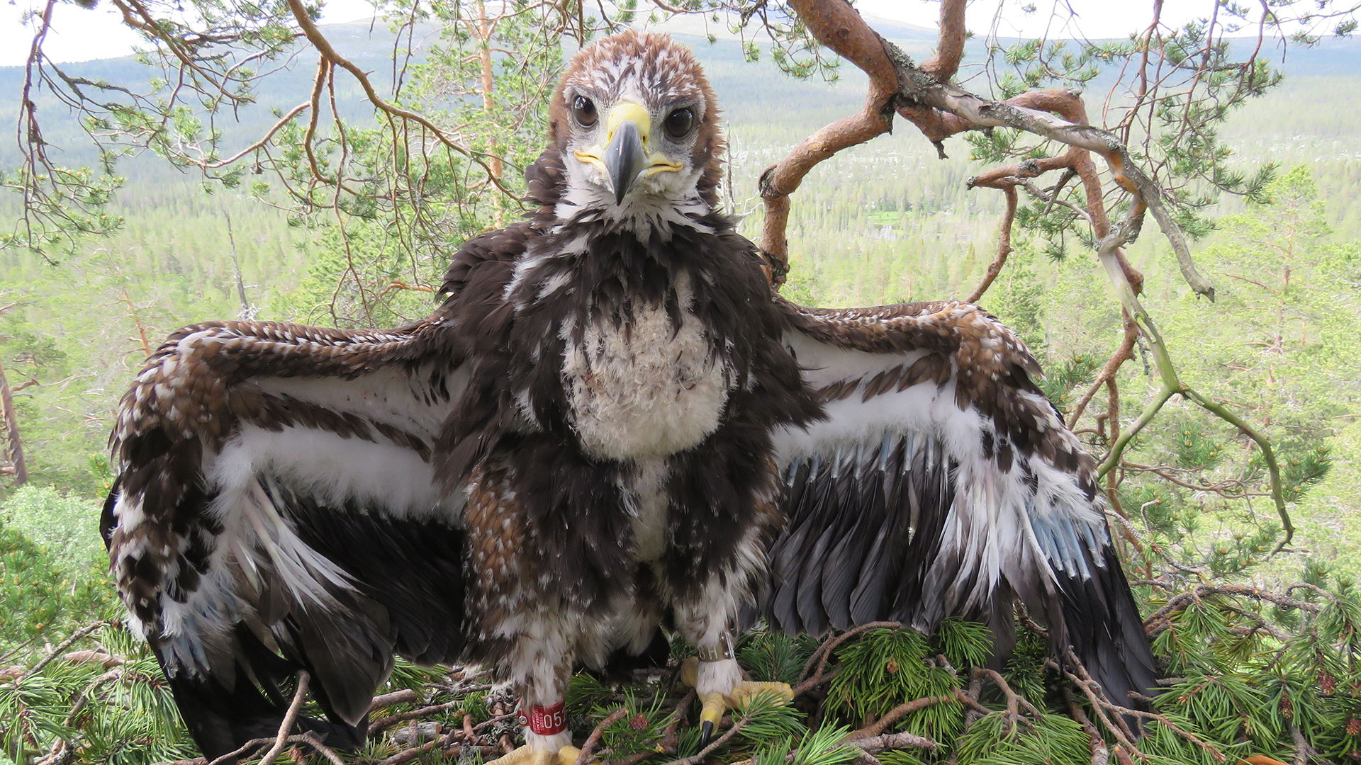 Fotograf: Börje Dahlén. Kungsörn unge med vingarna utslagna.