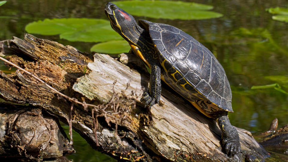 Fotograf: Henrik Bringsøe, NOBANIS Trachemys scripta