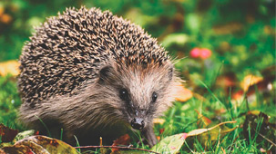Fotograf: Alexas Fotos
Bildbyrå: Pixabay Igelkott som tittar in i kameran