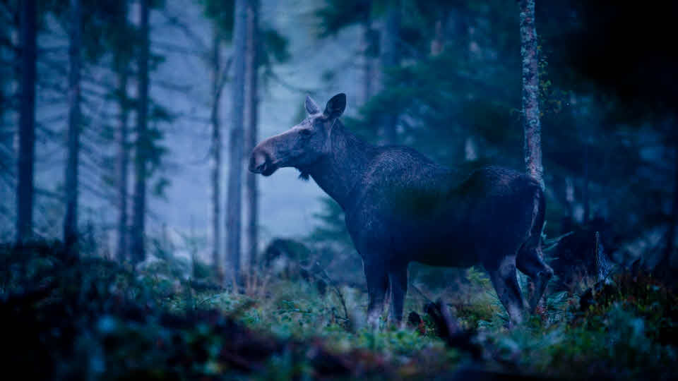 Älg i skogen tidigt på morgonen