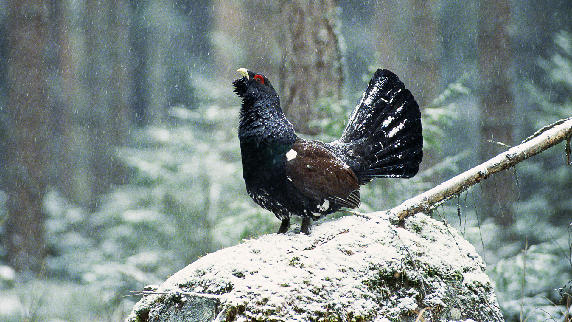 Fotograf: Tero Niemi
Bildbyrå: Johnér Spelande-tjäder, Sörmland.