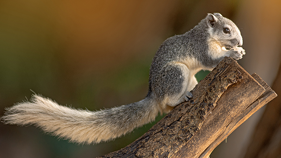 Fotograf: Валерий Моисеев
Bildbyrå: Adobe Stock Mantelekorre_960x540.jpg