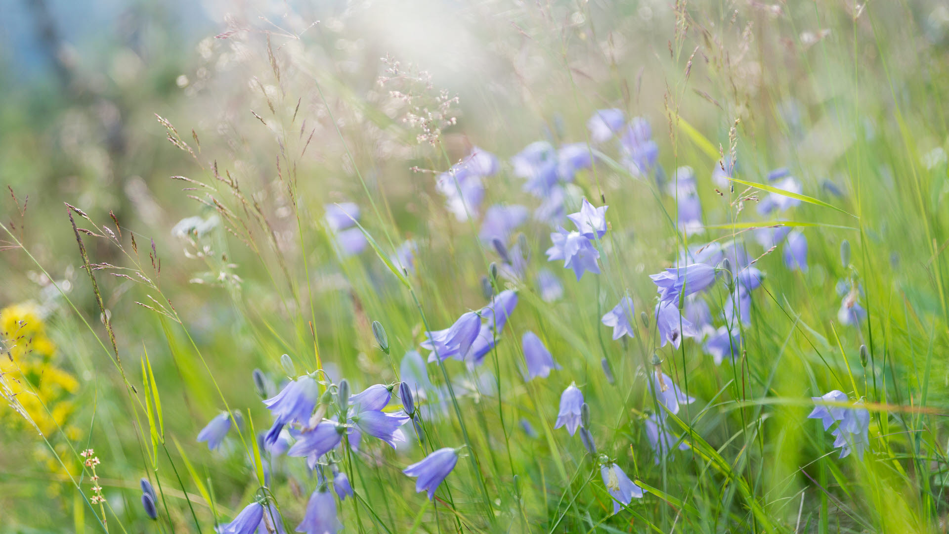Fotograf: Magnus Ström
Bildbyrå: Johnér Blåklockor på blommande äng